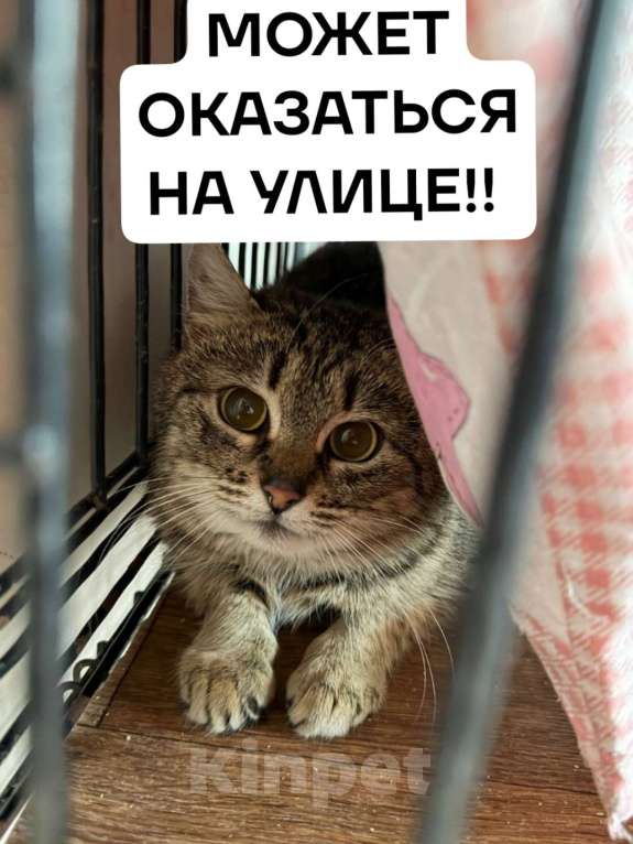 Кошки в Санкт-Петербурге: Кошка в добрые руки Девочка, Бесплатно - фото 1