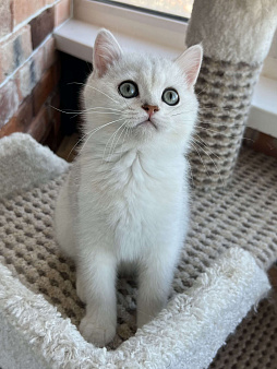 Британская серебристая шиншилла