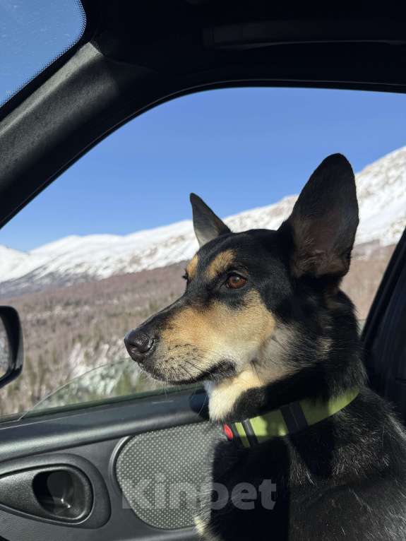 Собаки в Краснодаре: ПОТЕРЯЛАСЬ СОБАКА!!! Мальчик, 5 000 руб. - фото 2