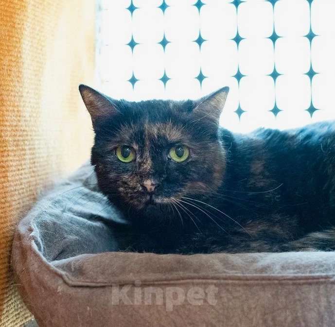 Кошки в Москве: Застенчивая кошечка Корица надеется на встречу с любящими хозяевами. В добрые руки Девочка, Бесплатно - фото 1