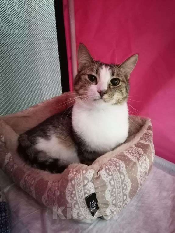 Кошки в Москве: Озорник и попрыгушечка Риш Мальчик, Бесплатно - фото 5