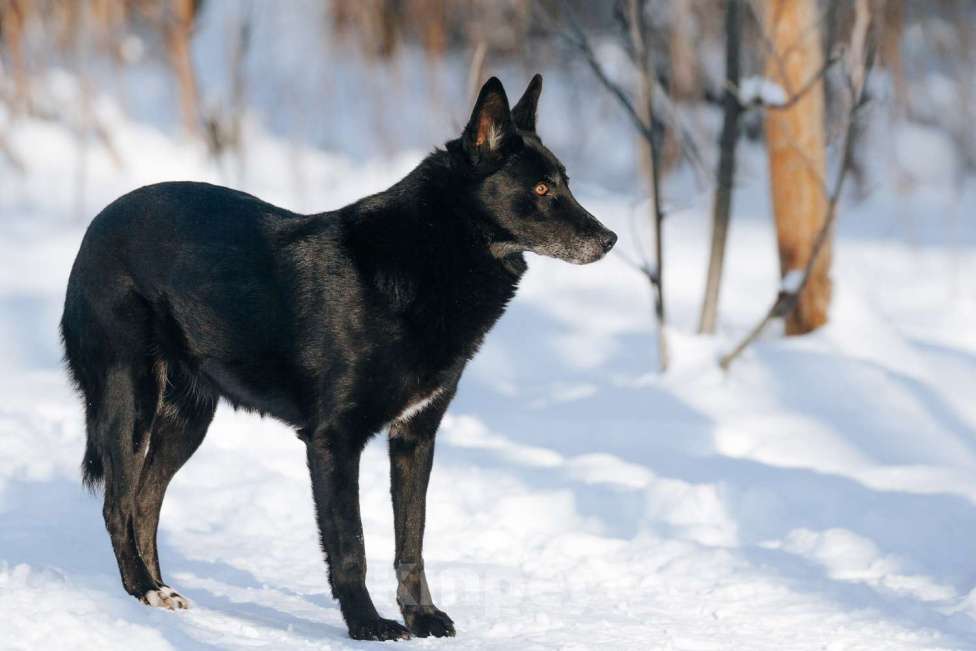 Собаки в Москве: Мисти Девочка, Бесплатно - фото 4