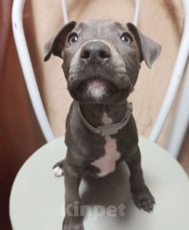 Собаки в Омске: Девочка Девочка, 20 000 руб. - фото 4