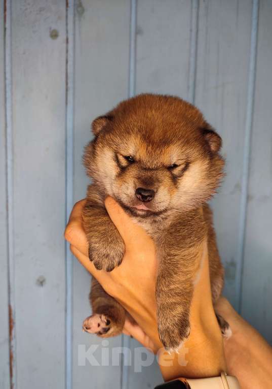 Собаки в Санкт-Петербурге: Сиба девочка Девочка, 70 000 руб. - фото 4