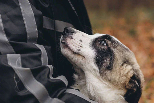 Ювента - девочка, 2 месяца, ищет дом