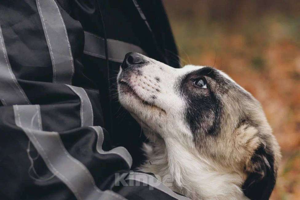Собаки в Москве: Ювента - девочка, 2 месяца, ищет дом Девочка, Бесплатно - фото 1