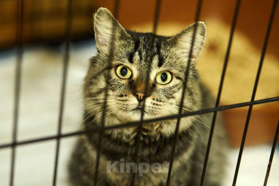 Кошки в Москве: Пушистый полосатый сибиряк Самсон ищет дом Мальчик, 1 руб. - фото 3