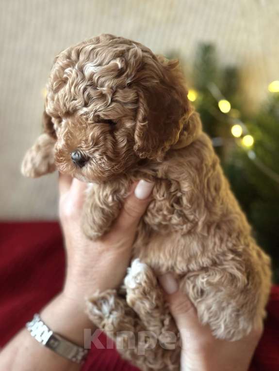 Собаки в Сочи: Мальтипу щенок Мальчик, 120 000 руб. - фото 1