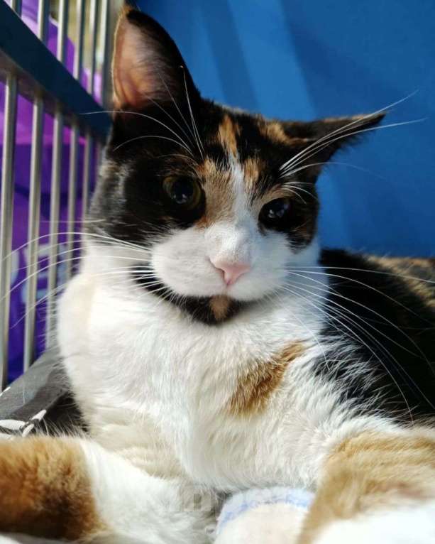 Кошки в Москве: Кошечка Шпунька ищет своего человека! Девочка, Бесплатно - фото 3