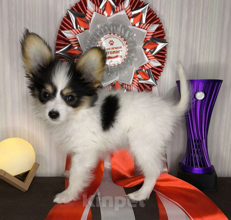 Собаки в Липецке: Папийон мальчик триколор Мальчик, 45 000 руб. - фото 7