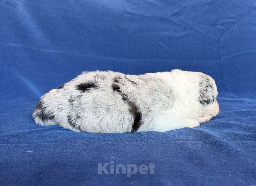 Собаки в других городах Новосибирской области: Щенки австралийской овчарки Девочка, Бесплатно - фото 2