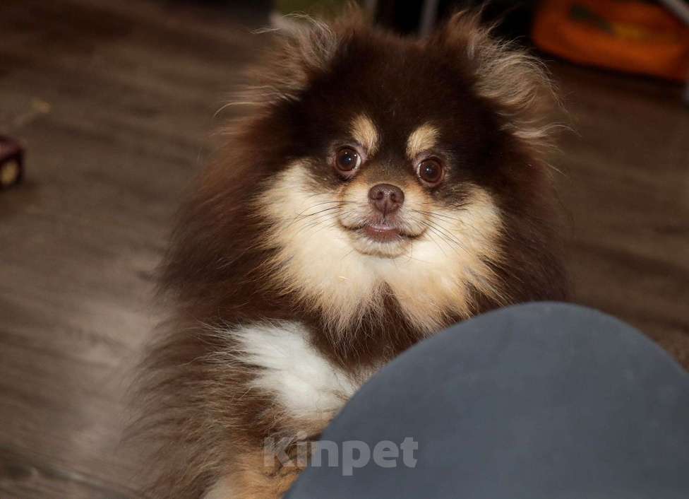 Собаки в Москве: взрослый кобель Шпица Мальчик, 55 000 руб. - фото 1