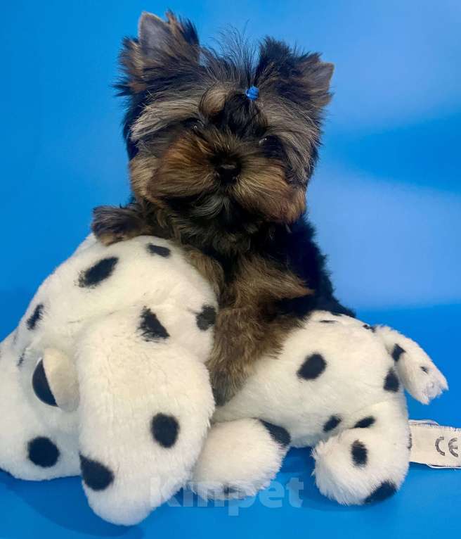 Собаки в Санкт-Петербурге: Мальчишки в продаже  Мальчик, 70 000 руб. - фото 1