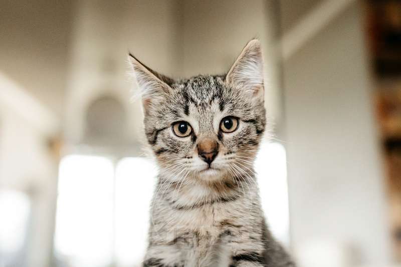 Кошки в Москве: Серый котенок Ласка в добрые руки Девочка, 1 руб. - фото 4