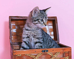 Кошки в Москве: Кошка-крошка, пузико в горошек. Котенок 2,5 мес в добрые руки. Девочка, Бесплатно - фото 3