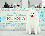 Собаки в Вологде: кобель для вязки Мальчик, 40 руб. - фото 5