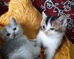Кошки в Прокопьевске: Продам шотландских породистых котят Разнополые, 10 000 руб. - фото 5