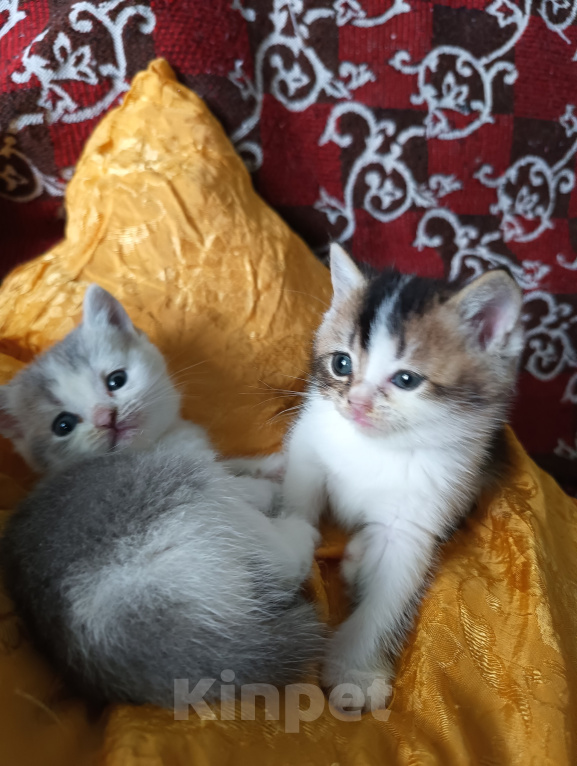 Кошки в Прокопьевске: Продам шотландских породистых котят Разнополые, 10 000 руб. - фото 5