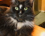 Кошки в Санкт-Петербурге: Кошка Солнышко- нужен хозяин Девочка, Бесплатно - фото 2