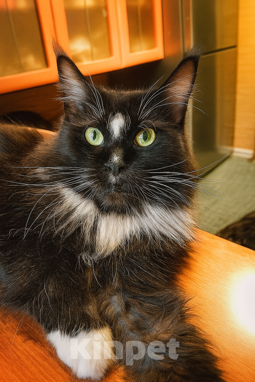 Кошки в Санкт-Петербурге: Кошка Солнышко- нужен хозяин Девочка, Бесплатно - фото 2