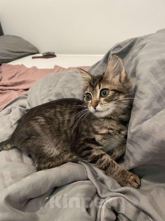 Кошки в Москве: Застенчивая малышка ищет дом Девочка, Бесплатно - фото 4