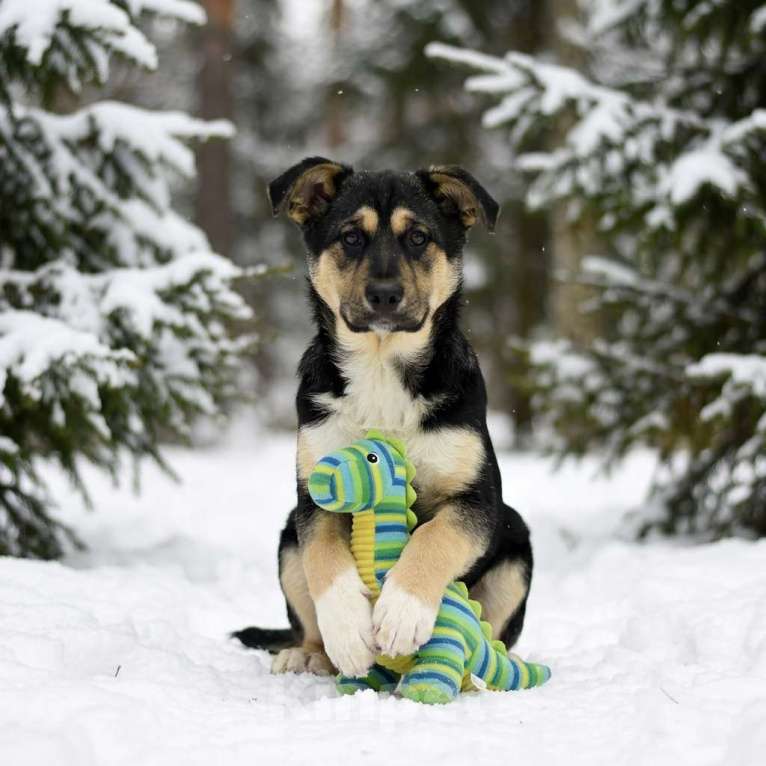 Собаки в Москве: щенок Ника в добрые руки Девочка, Бесплатно - фото 9