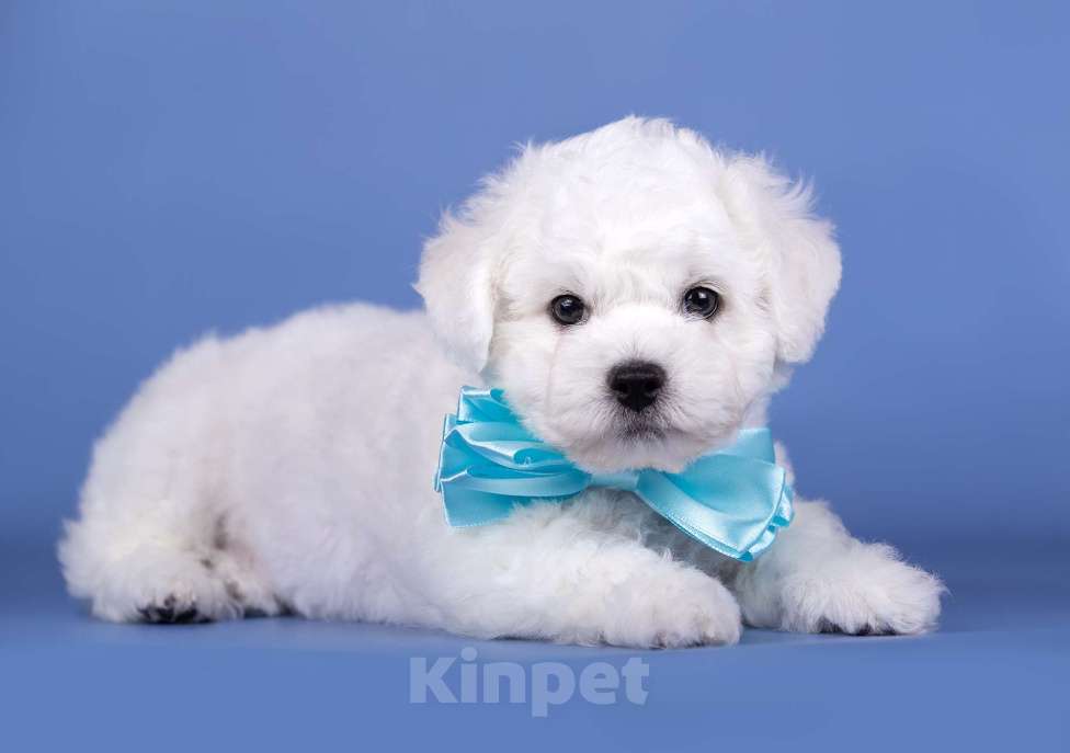 Собаки в Москве: Шикарный щенок Бишон Фризе  питомник SNОW WНIТЕ LАМВ Мальчик, Бесплатно - фото 4