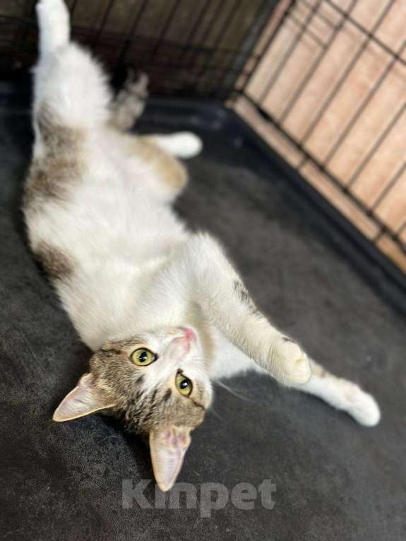 Кошки в Москве: Котенок, с которым не бывает скучно Девочка, Бесплатно - фото 5