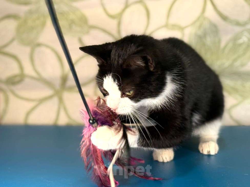 Кошки в других городах Московской области: Панда Девочка, Бесплатно - фото 2