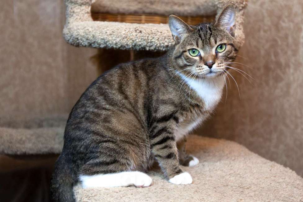 Кошки в Москве: Бруни едет на выставку-пристройство WOOF в Москву  Мальчик, Бесплатно - фото 4