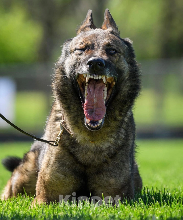 Собаки в Домодедово: Вязка с настоящим вожаком  Мальчик, 5 000 руб. - фото 3