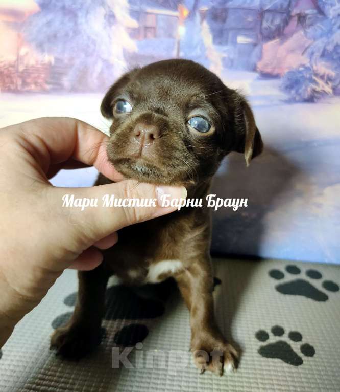 Собаки в Санкт-Петербурге: Барни Браун шоколадного окраса чихуахуа Мальчик, 60 000 руб. - фото 2