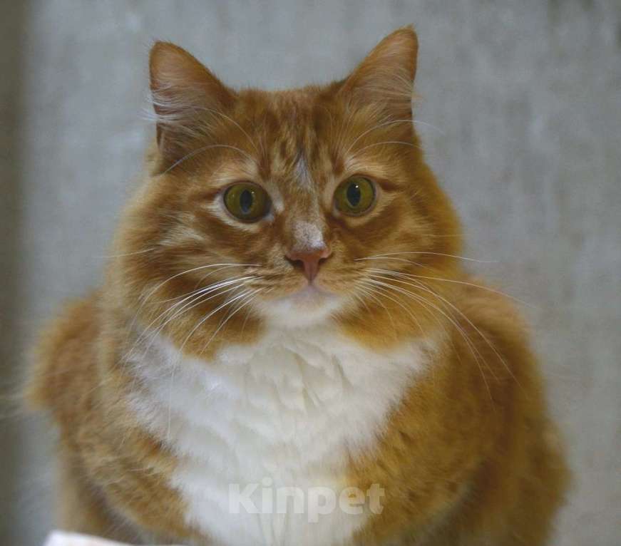 Кошки в Воронеже: Котик Принц ищет дом Мальчик, Бесплатно - фото 1