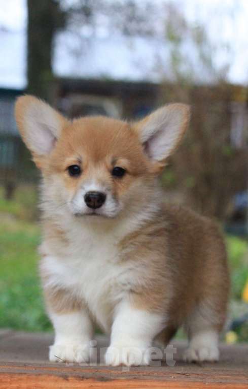 Собаки в Москве: Amansi Je t'aime Девочка, 70 000 руб. - фото 2