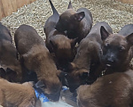 Собаки в других городах Калининградской области: Продам щенков бельгийской овчарки (маленуа) Мальчик, 20 000 руб. - фото 1