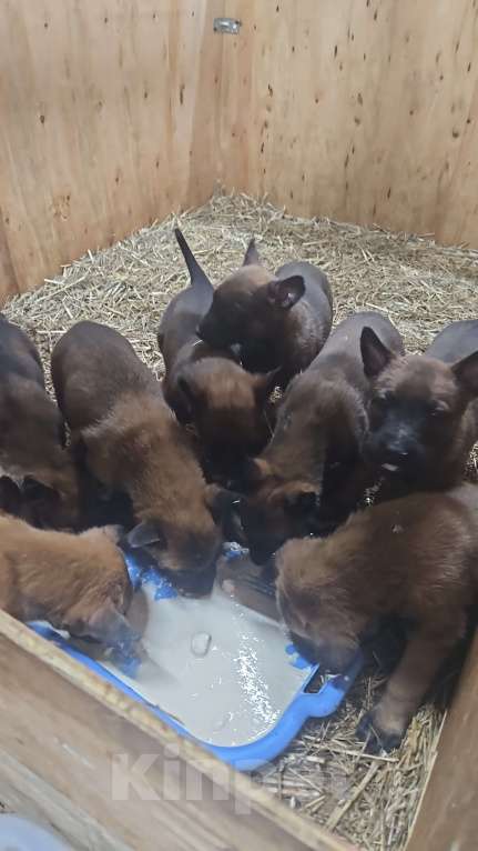 Собаки в других городах Калининградской области: Продам щенков бельгийской овчарки (маленуа) Мальчик, 20 000 руб. - фото 1