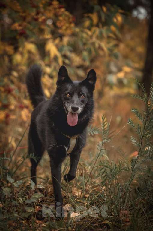 Собаки в Москве: Ника собака из приюта в поиске дома Девочка, Бесплатно - фото 6