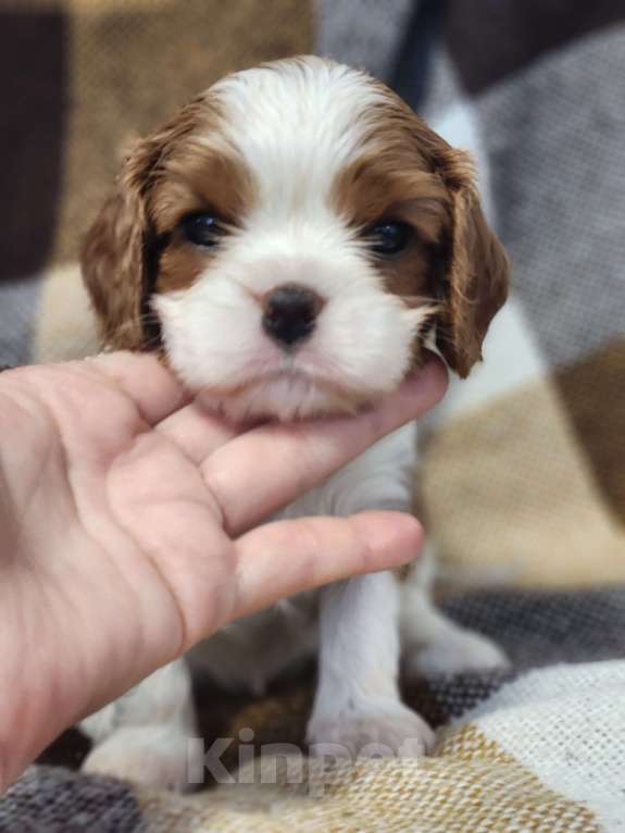 Собаки в Анапе: Желтая лента  Девочка, 110 000 руб. - фото 8