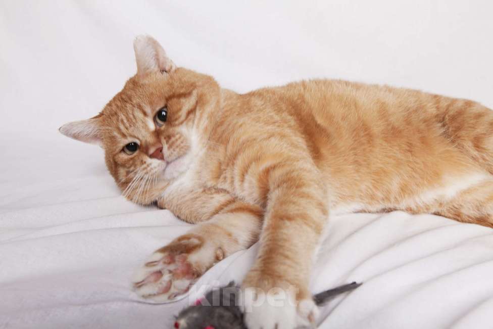 Кошки в Москве: Брутальный рыжий кот в добрые руки  Мальчик, Бесплатно - фото 7