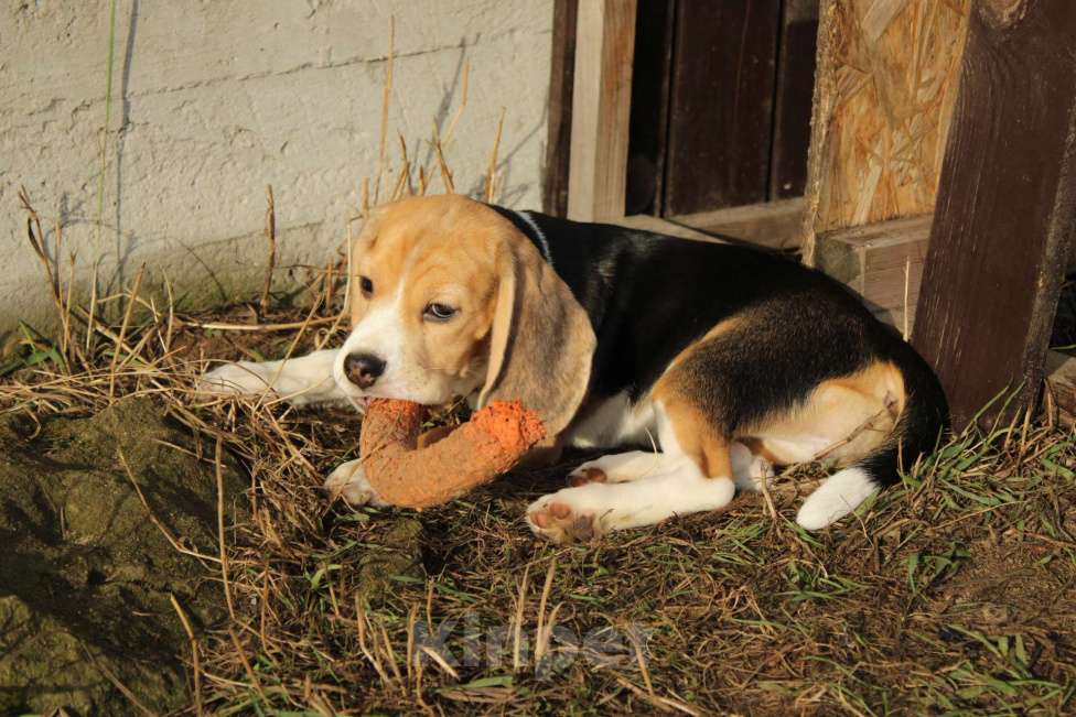 Собаки в Москве: Щенки Бигля  Девочка, 40 000 руб. - фото 7