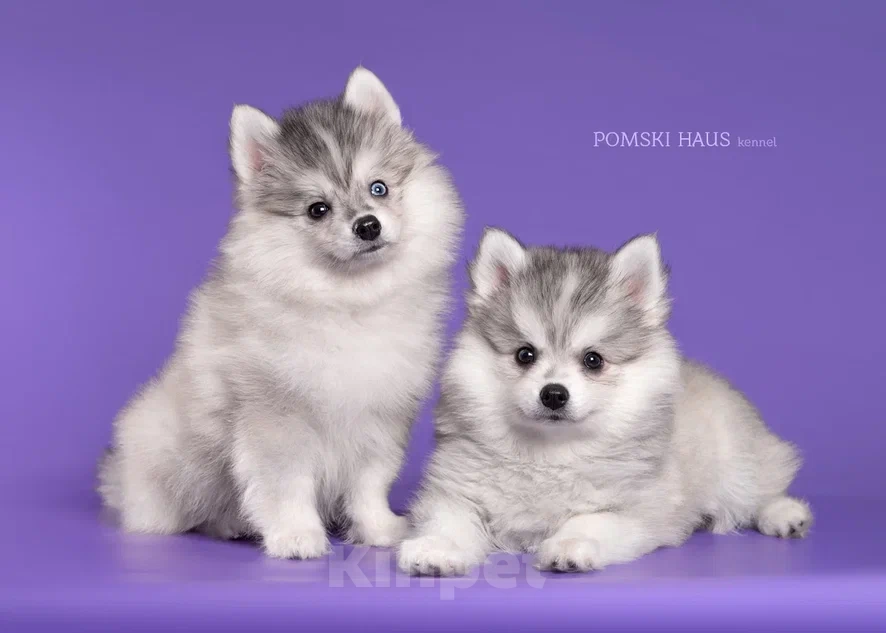 Собаки в Нижнем Новгороде: мини волки Мальчик, 50 000 руб. - фото 3