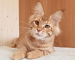 Кошки в Владимире: Кот , мейн-кун , красный тигр Мальчик, 45 000 руб. - фото 3