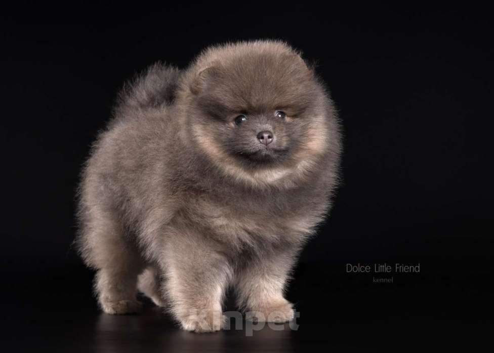 Собаки в Нижнем Новгороде:  Померанец -голубой соболь Мальчик, Бесплатно - фото 2