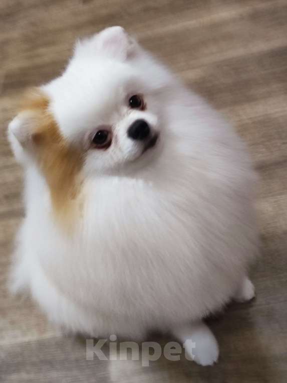 Собаки в Челябинске: Вязка Мальчик, 10 000 руб. - фото 2