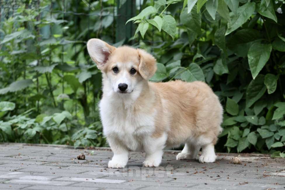 Собаки в Москве: Вельш корги пемброк Девочка, 40 000 руб. - фото 6