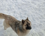 Собаки в Пушкино: Пропала собака Девочка, 5 000 руб. - фото 3
