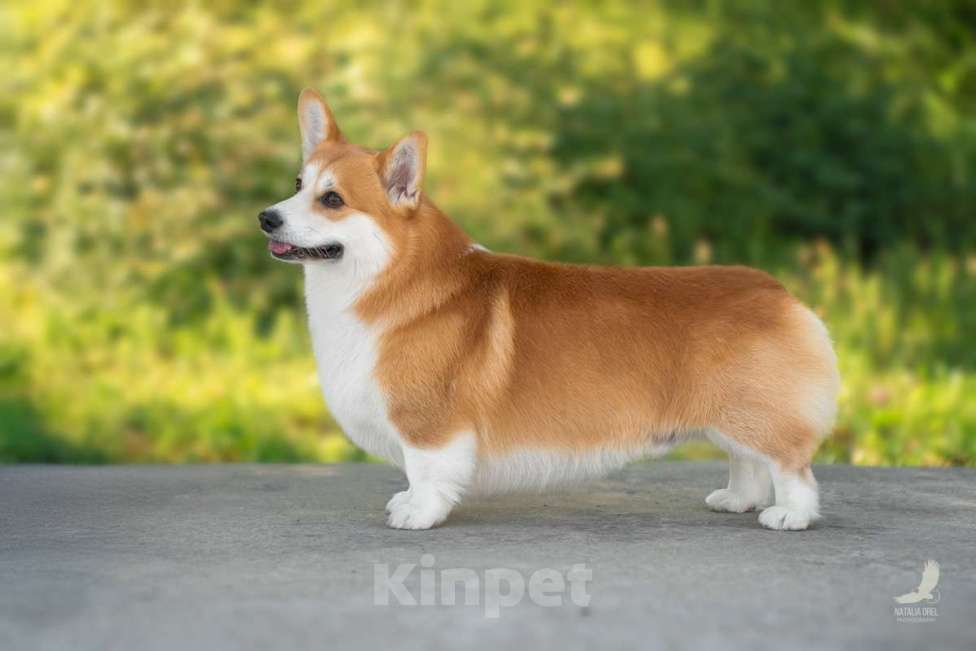 Собаки в Краснодаре: Вельш корги пемброк щенок мальчик Мальчик, Бесплатно - фото 7