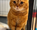 Кошки в Москве: Кот в добрые руки Мальчик, Бесплатно - фото 3