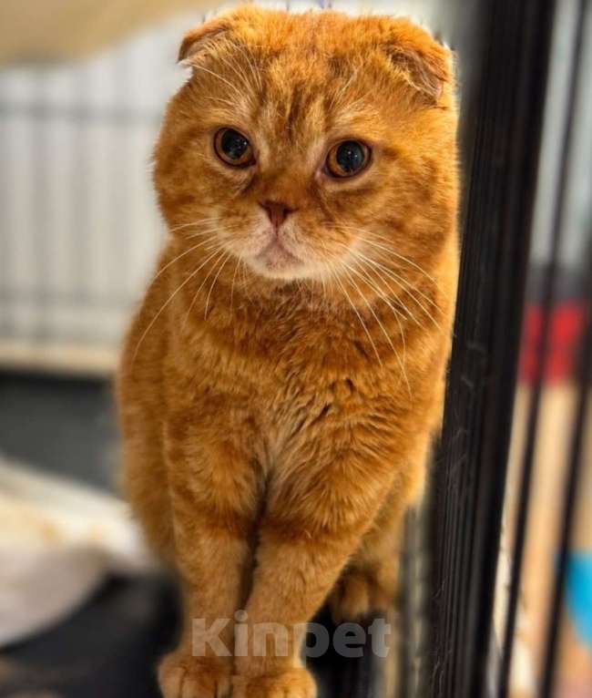 Кошки в Москве: Кот в добрые руки Мальчик, Бесплатно - фото 3