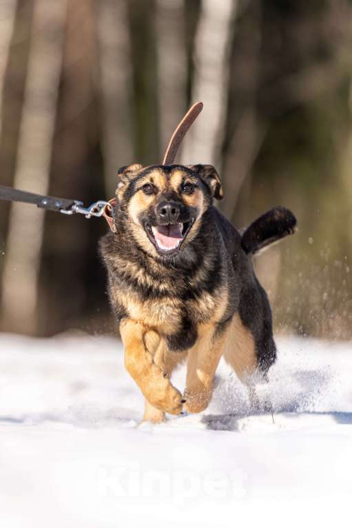 Собаки в Клине: Доня — необыкновенно ласковая собачка Девочка, Бесплатно - фото 4